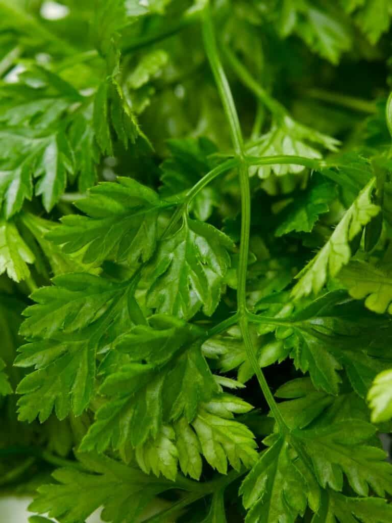 What Is Chervil