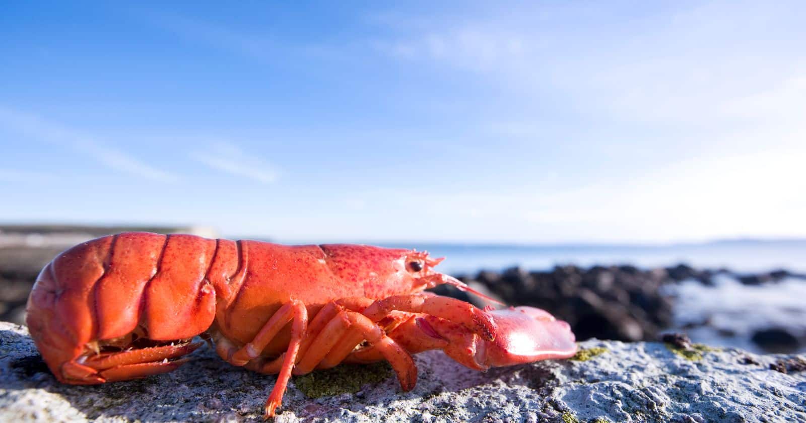 Where Did Lobster Originate
