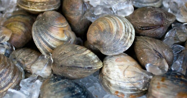 Where Do Little Neck Clams Come From