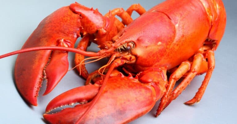 Will Mushy Lobster Make You Sick