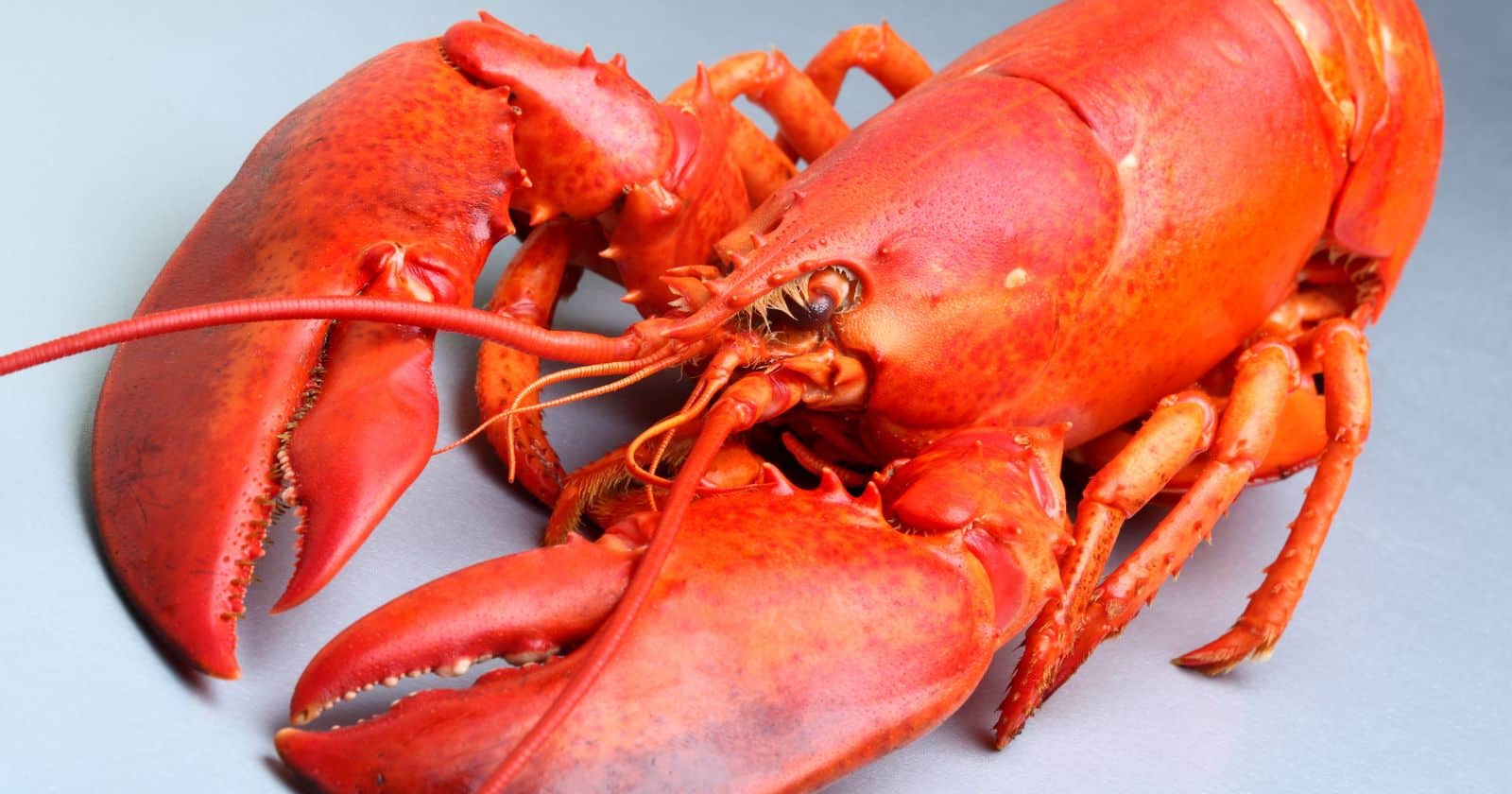 can lobster make you sick