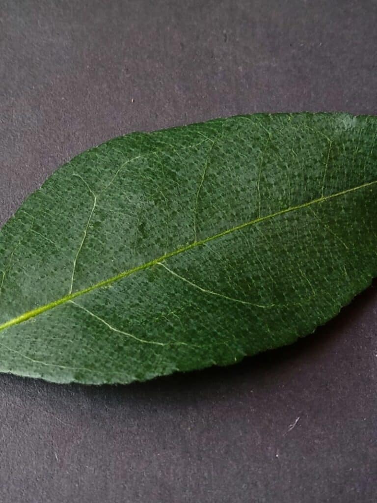 curry leaf