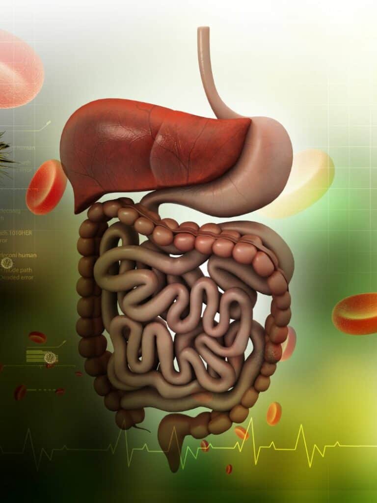 digestive system 