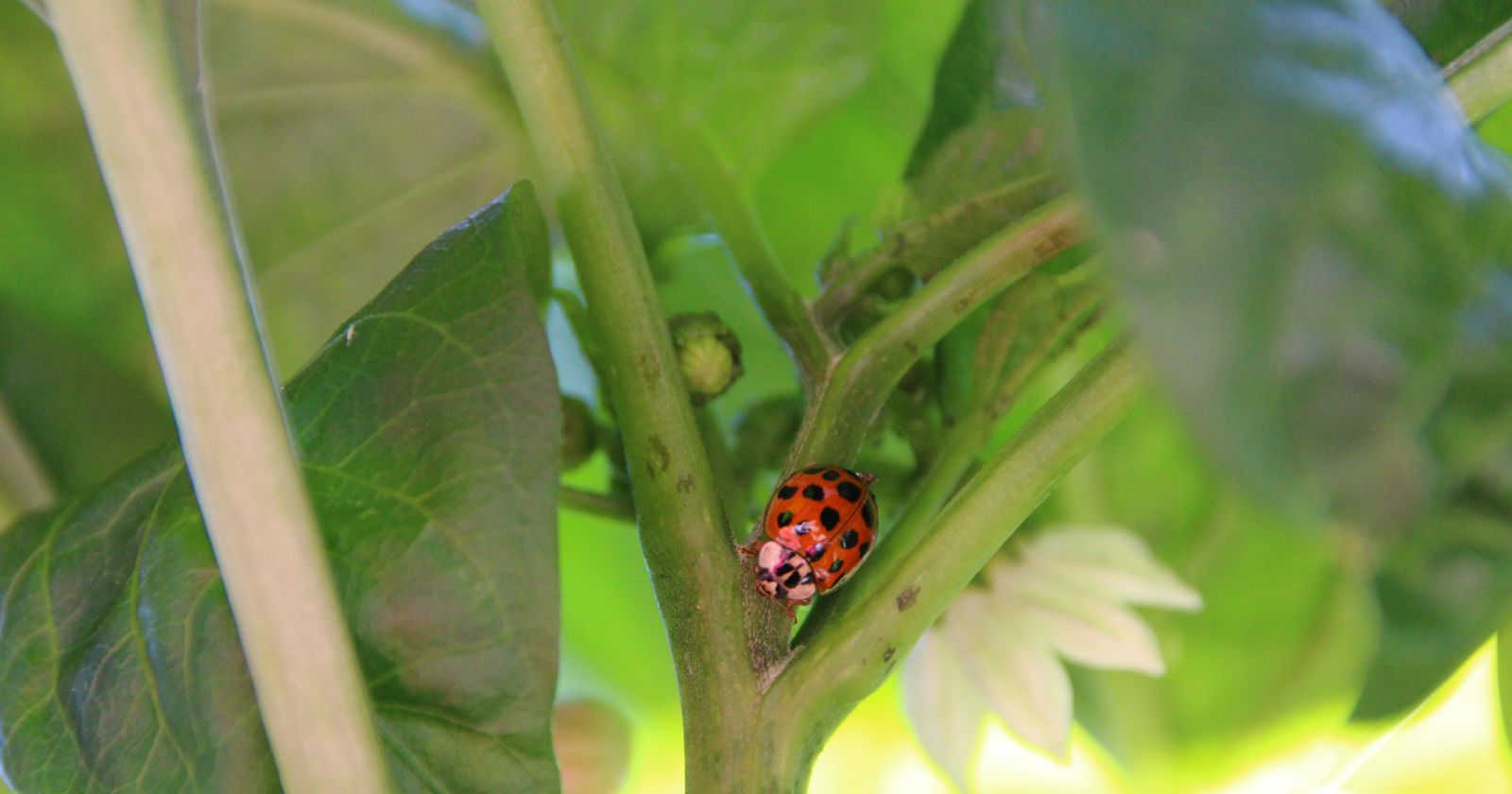 surviving-pepper-plant-predators-what-animals-threaten-your-harvest