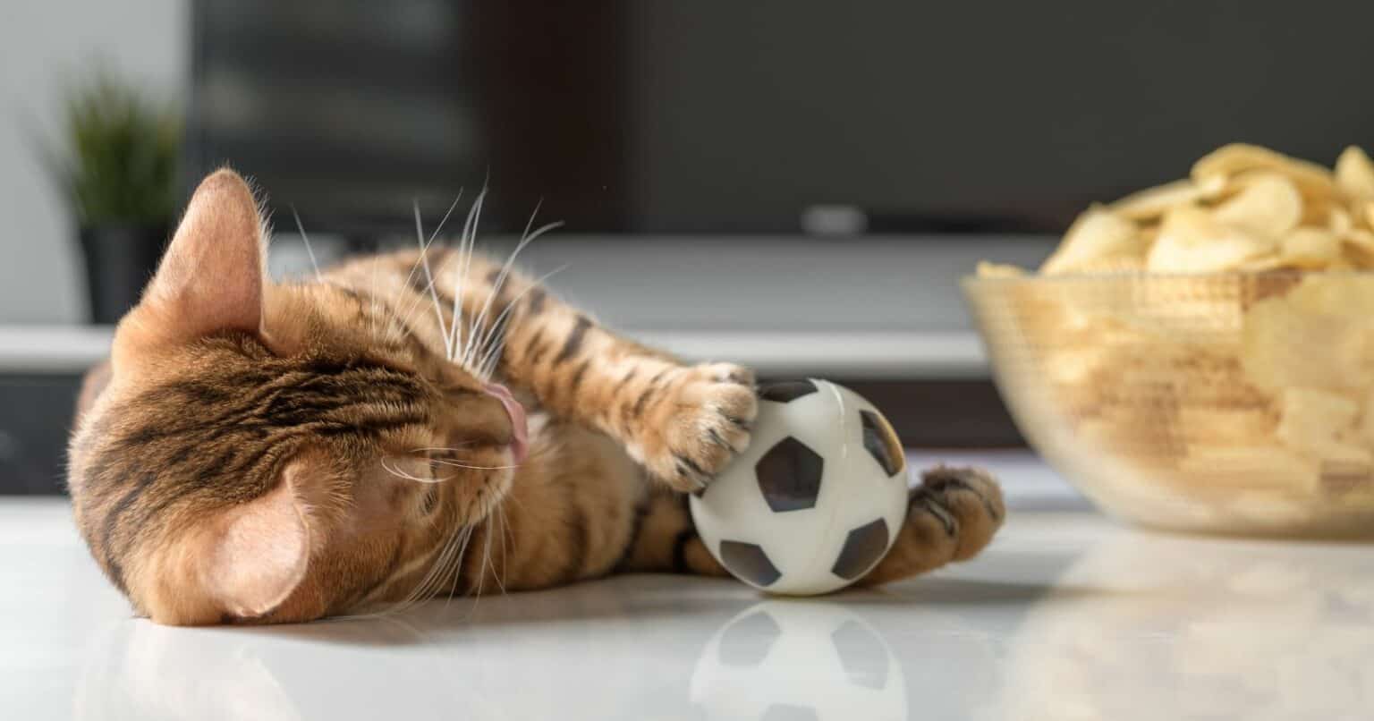 Hot Cheetos Why Do Cats Like Them?