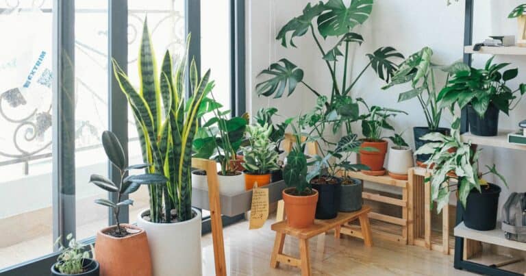 can you grow habaneros indoors