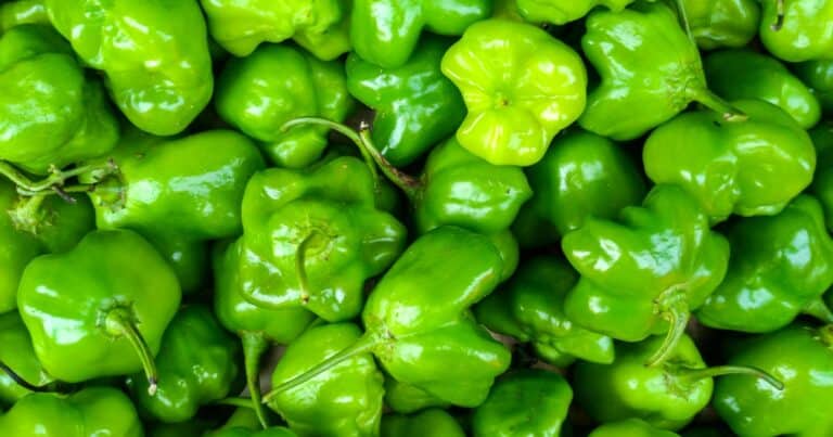 can you use green habaneros