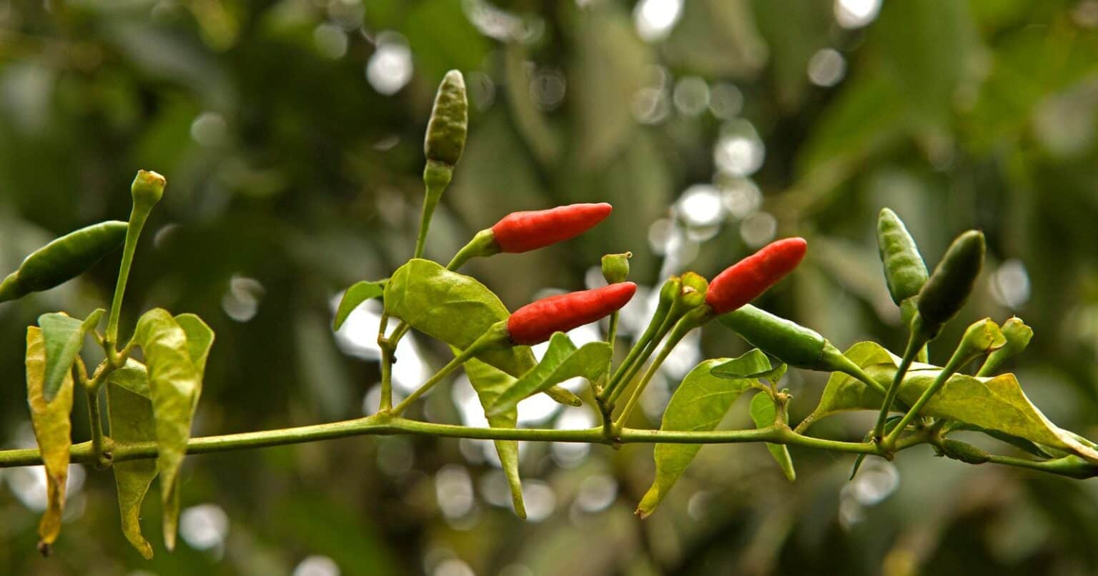 Does Cayenne Pepper Hurt Birds? Understanding the Safety for Our