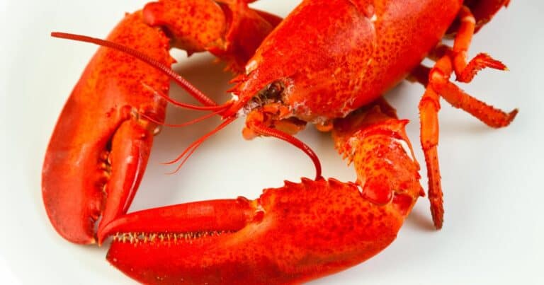 how long can cooked lobster stay in fridge