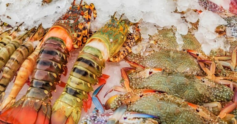 how long to steam frozen lobster