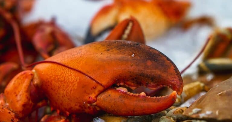 what is the best way to cook lobster claws