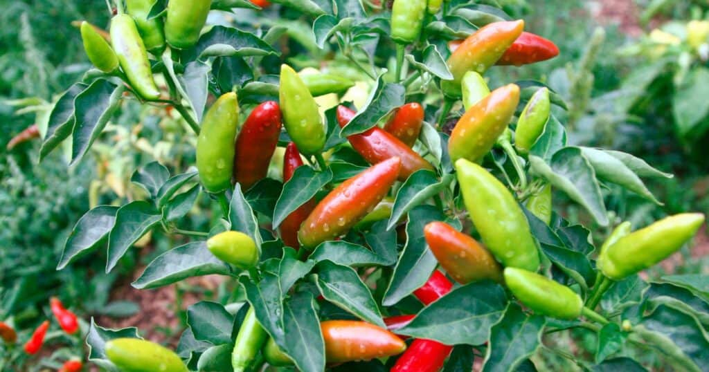 are smaller peppers hotter