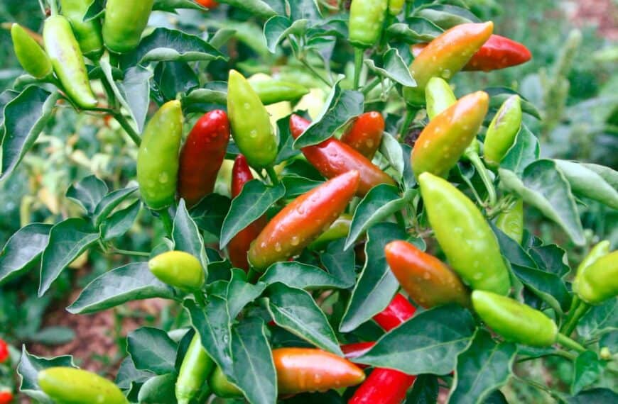 Are Smaller Peppers Hotter? Unpacking the Relationship Between Pepper Size and Spice Level