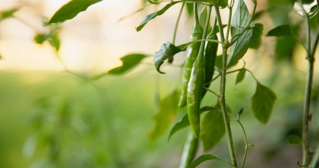 do anaheim peppers turn red