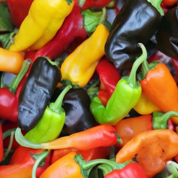 Why Are Your Peppers Turning Black?