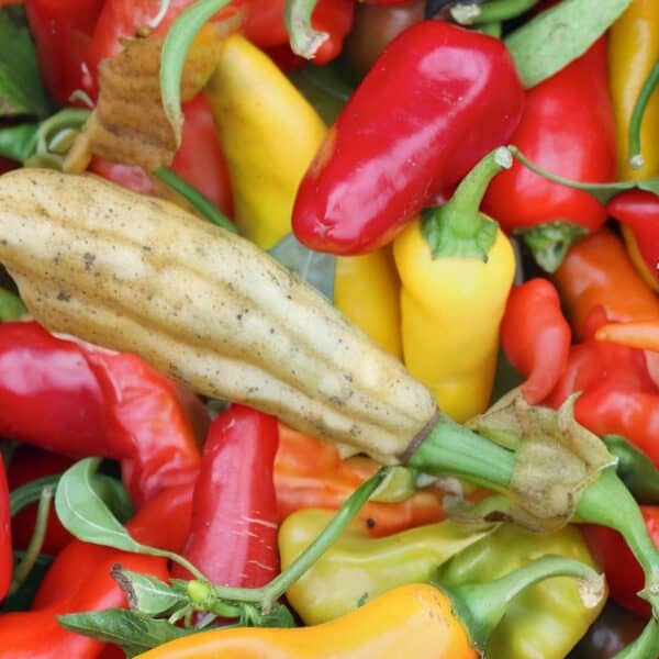Peppers Turning White – Causes and Solutions